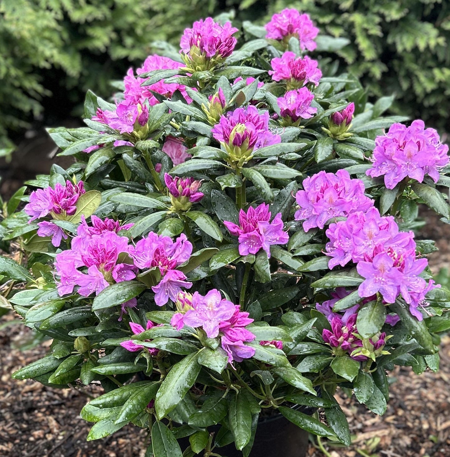 Rhododendron Roseum Elegans - View 4 from www redcrocus com