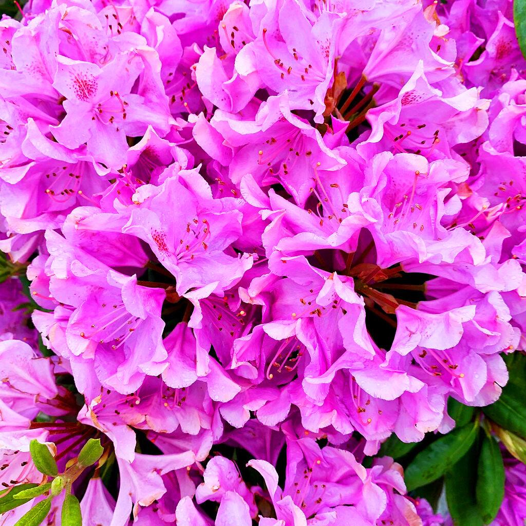 Rhododendron Roseum Elegans - View 5 from www redcrocus com