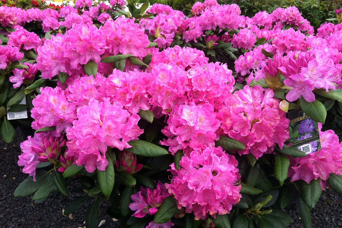 Rhododendron Roseum Elegans - View 8 from www redcrocus com