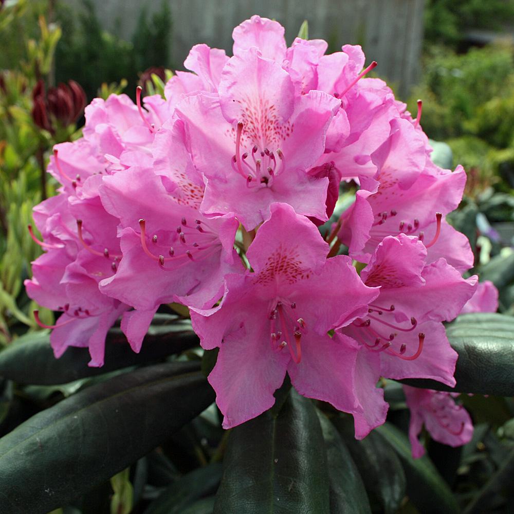 Rhododendron Roseum Elegans - View 9 from www redcrocus com