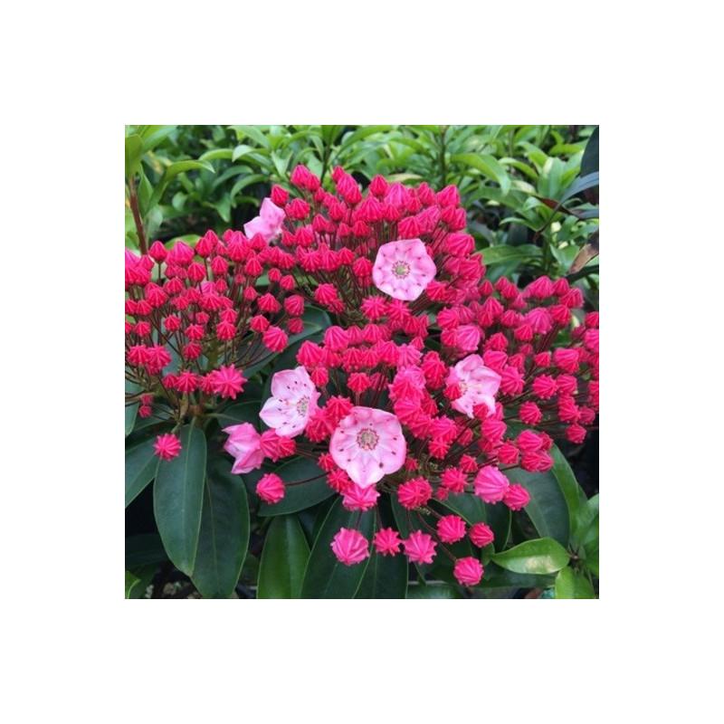 Kalmia Latifolia Sarah - View 10 from www redcrocus com