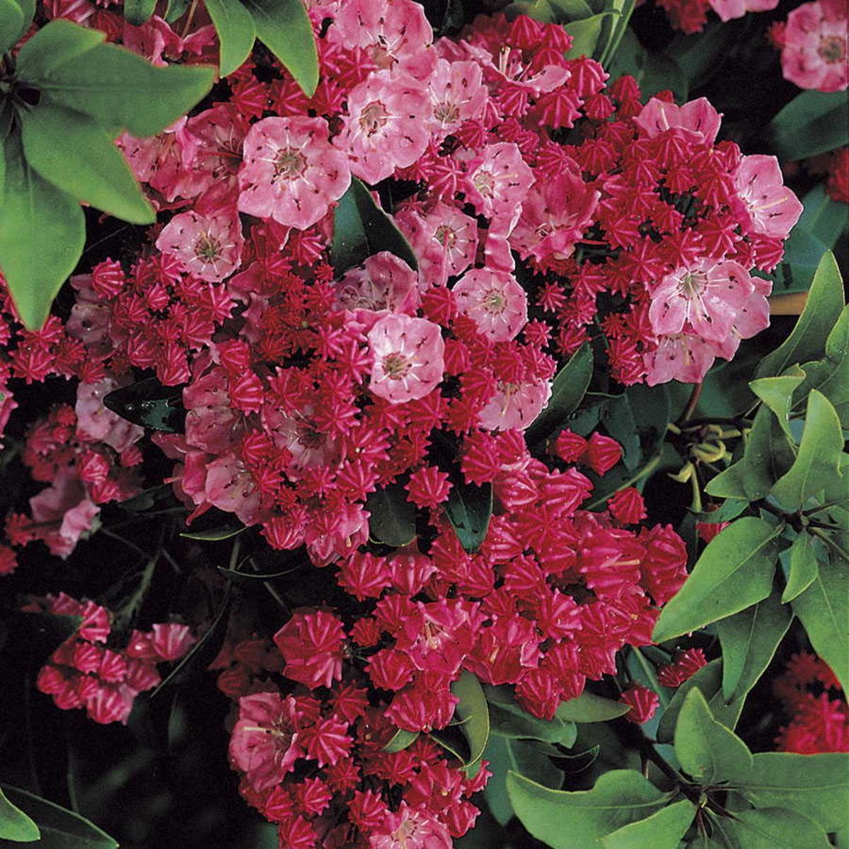 Kalmia Latifolia Sarah - View 12 from www redcrocus com