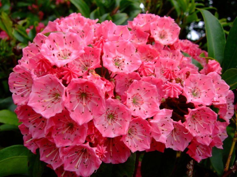 Kalmia Latifolia Sarah - View 15 from www redcrocus com