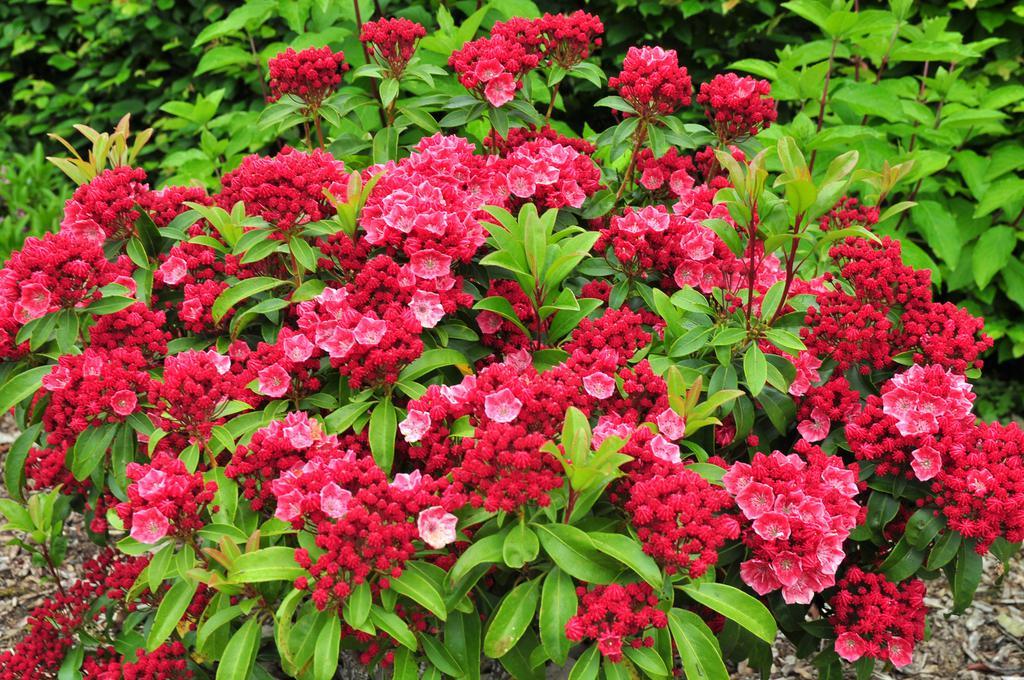 Kalmia Latifolia Sarah - View 2 from www redcrocus com