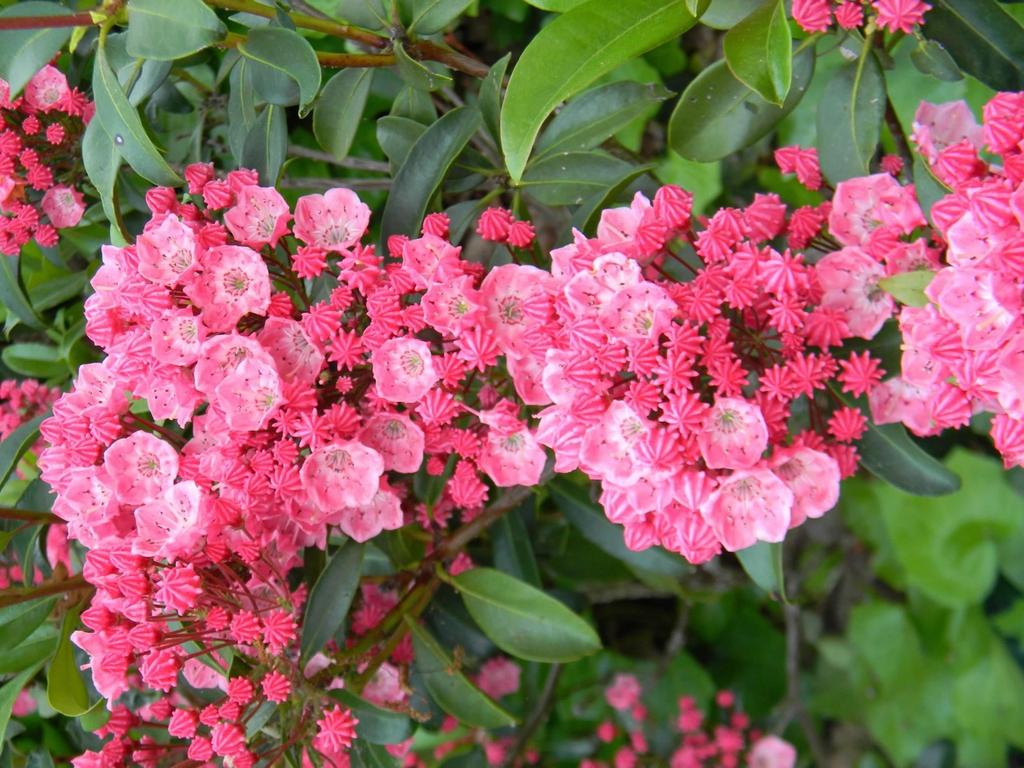 Kalmia Latifolia Sarah - View 4 from www redcrocus com