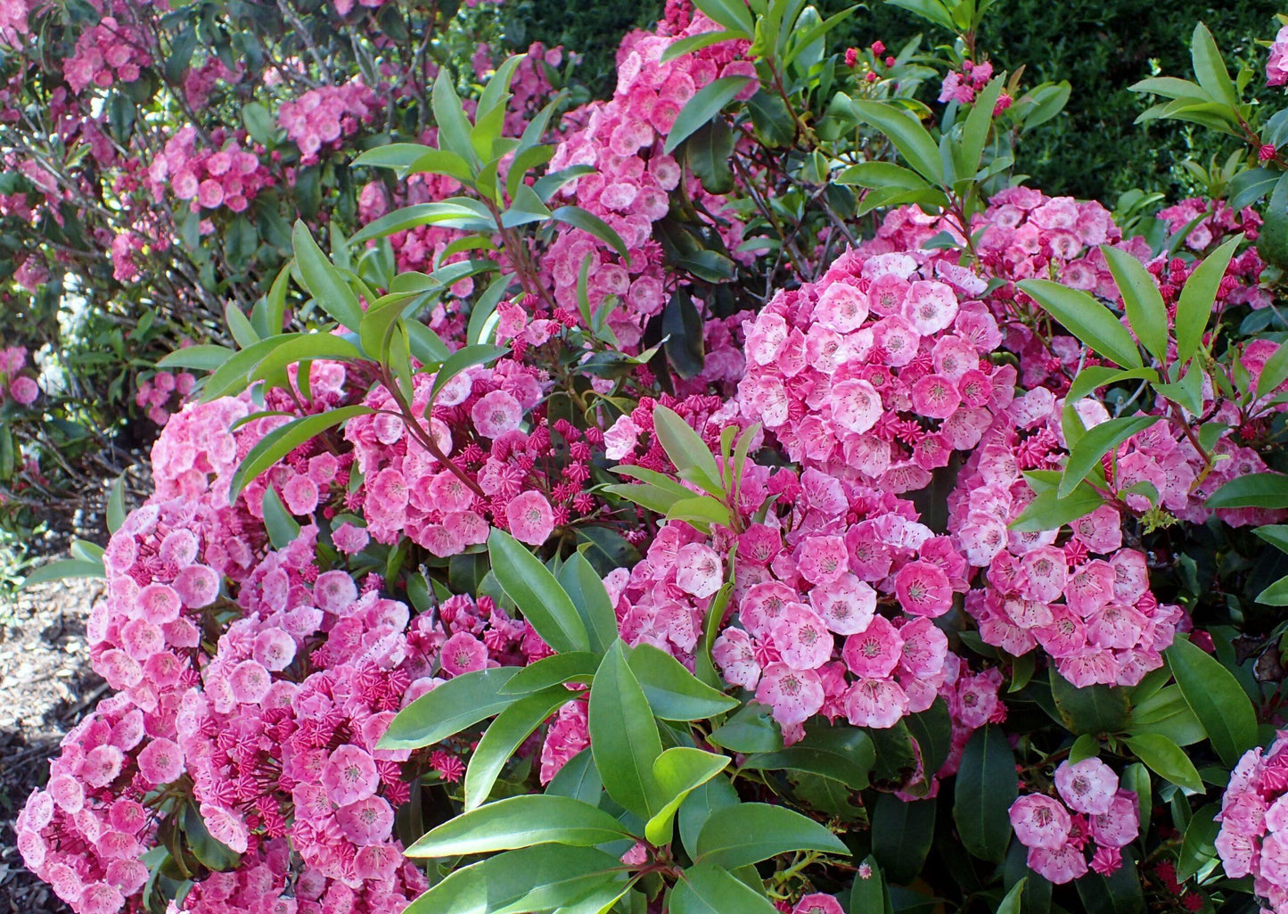 Kalmia Latifolia Sarah - View 5 from www redcrocus com