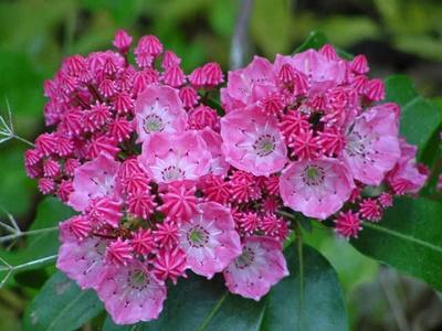 Kalmia Latifolia Sarah - View 6 from www redcrocus com