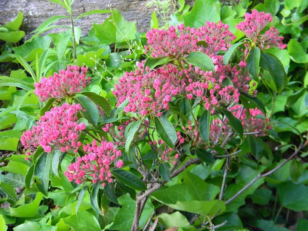 Kalmia Latifolia Sarah - View 9 from www redcrocus com