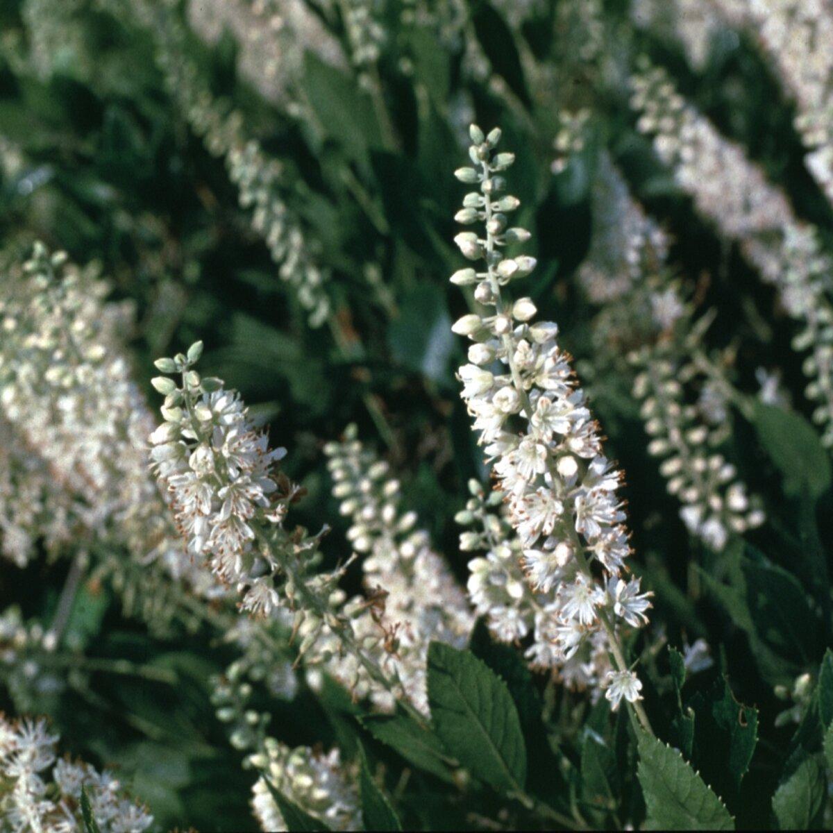 Clethra Alnifolia Hummingbird - View 12 from www redcrocus com