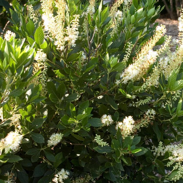 Clethra Alnifolia Hummingbird - View 16 from www redcrocus com