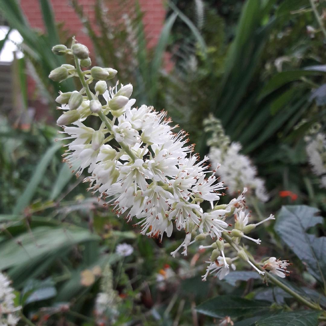 Clethra Alnifolia Hummingbird - View 17 from www redcrocus com