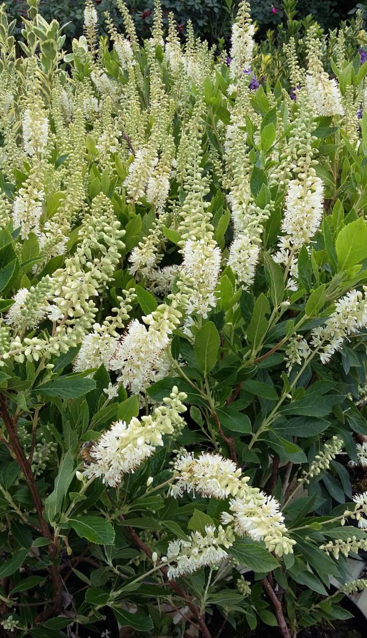 Clethra Alnifolia Hummingbird - View 18 from www redcrocus com