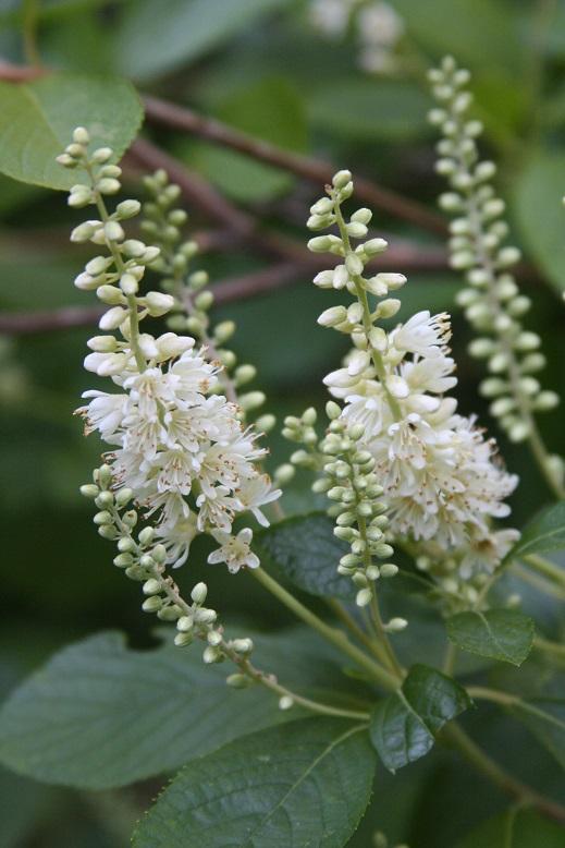 Clethra Alnifolia Hummingbird - View 19 from www redcrocus com