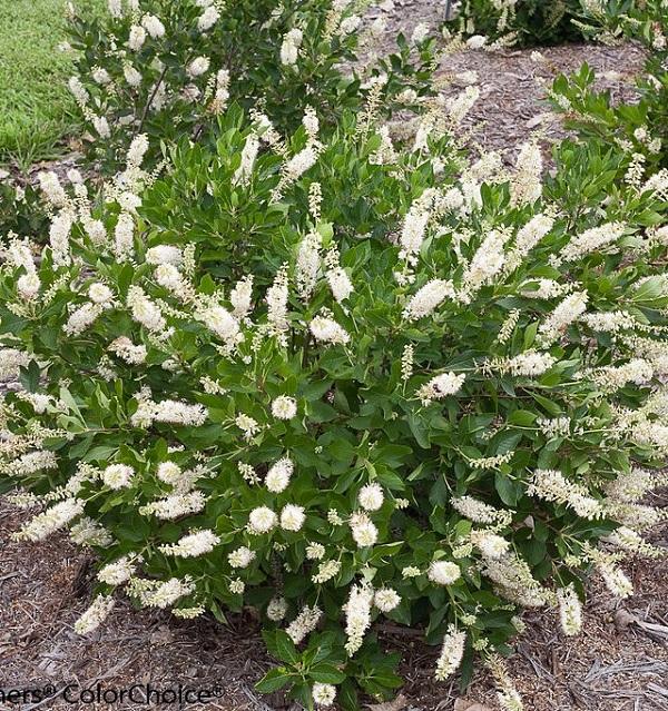Clethra Alnifolia Hummingbird - View 2 from www redcrocus com