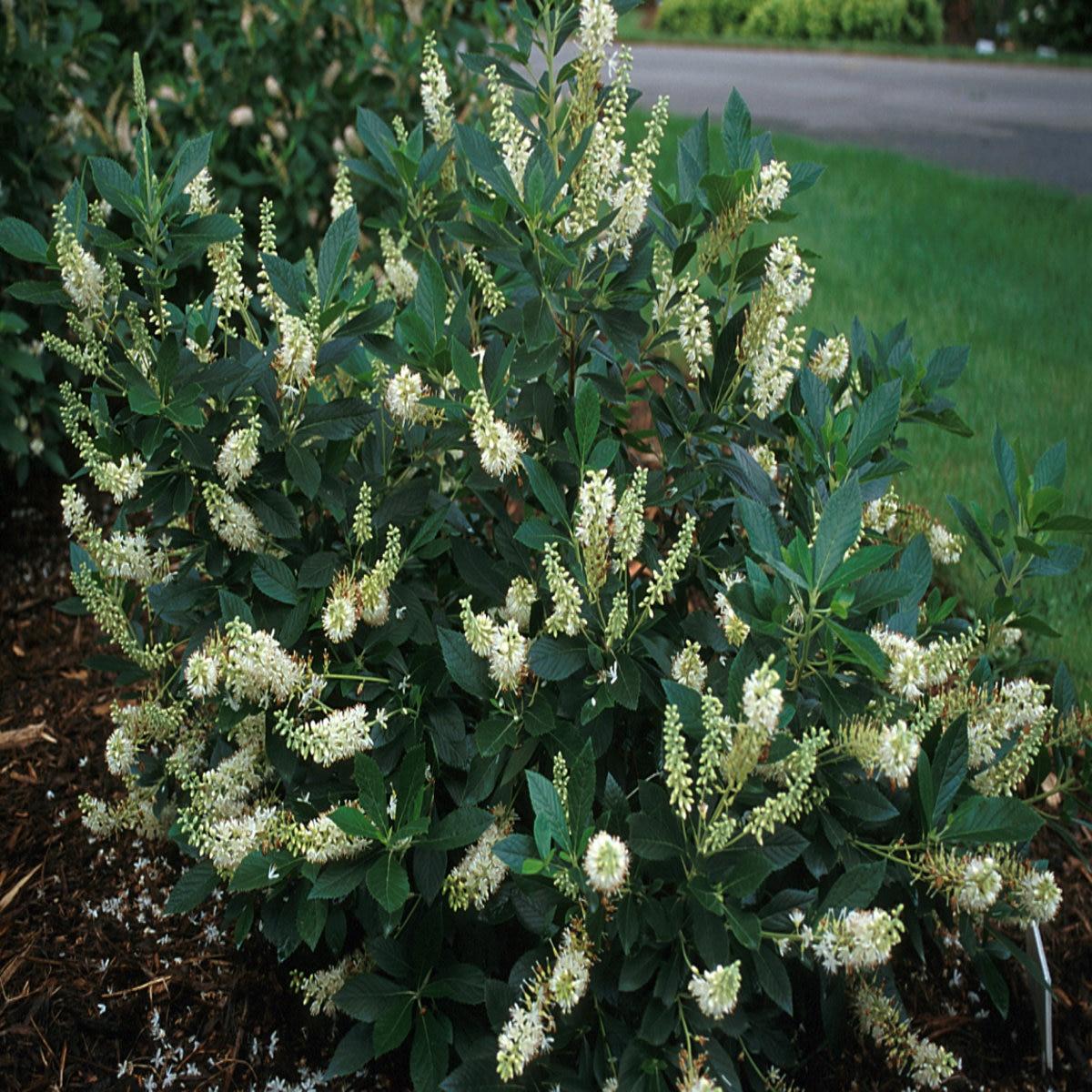 Clethra Alnifolia Hummingbird - View 3 from www redcrocus com