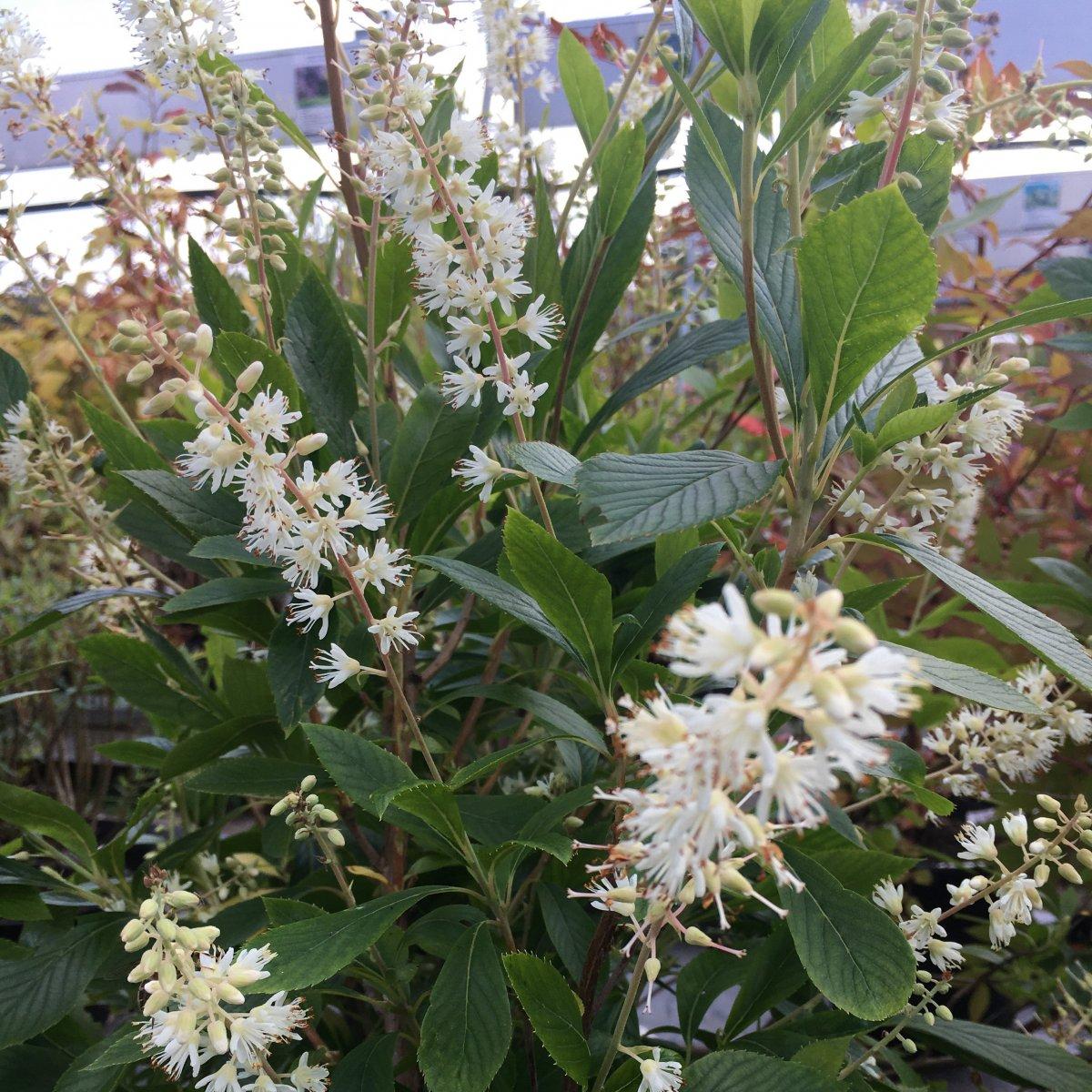 Clethra Alnifolia Hummingbird - View 4 from www redcrocus com