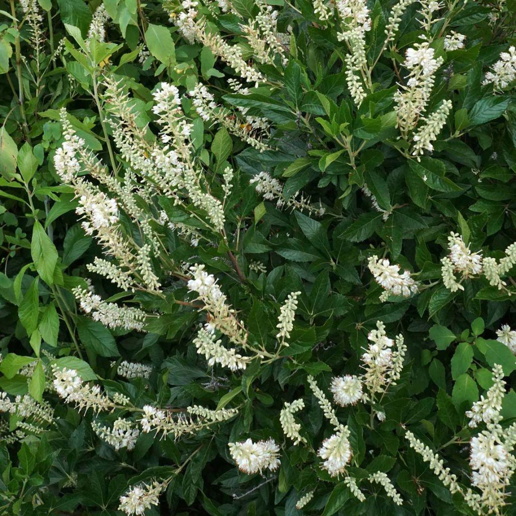 Clethra Alnifolia Hummingbird - View 5 from www redcrocus com