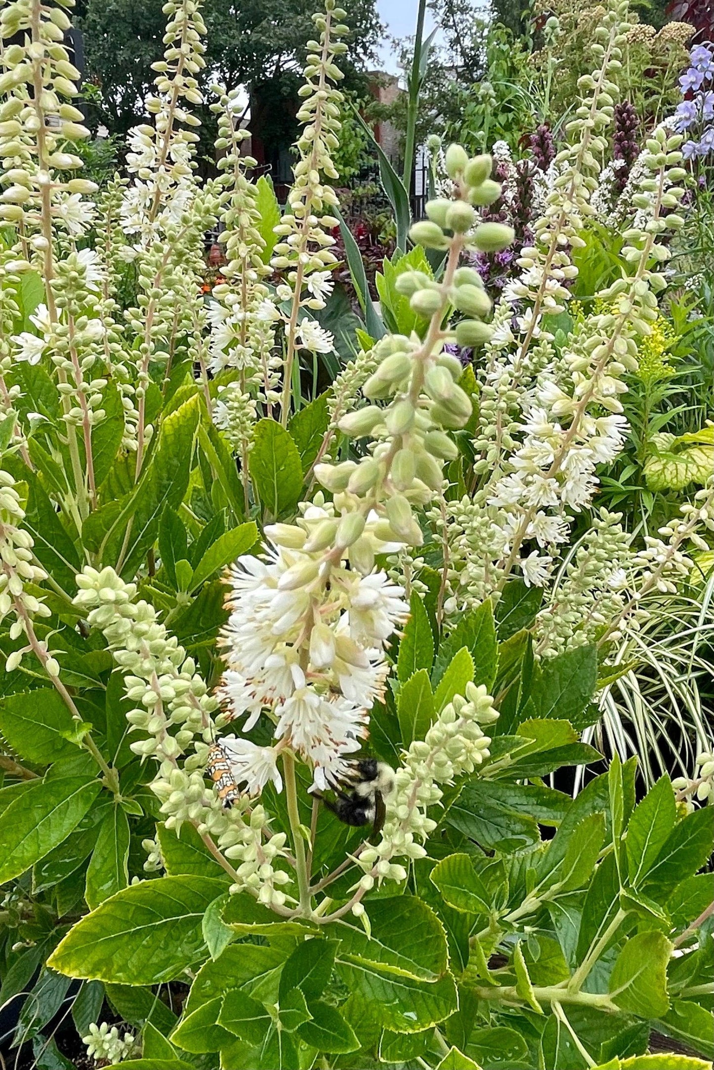 Clethra Alnifolia Hummingbird - View 6 from www redcrocus com