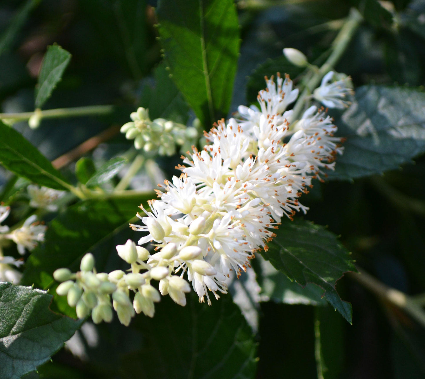 Clethra Alnifolia Hummingbird - View 8 from www redcrocus com