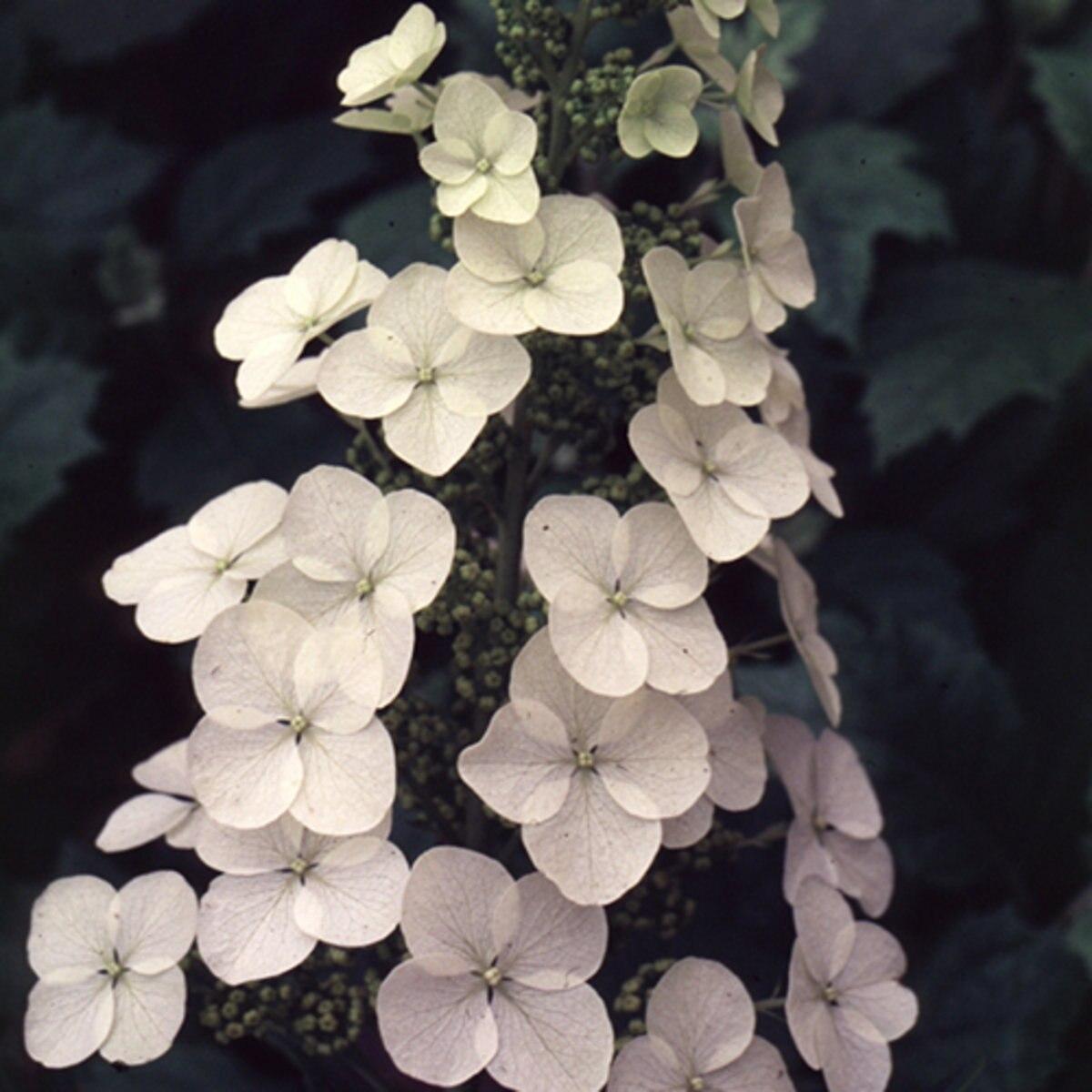 Hydrangea Quercifolia Alice - View 6 from www redcrocus com