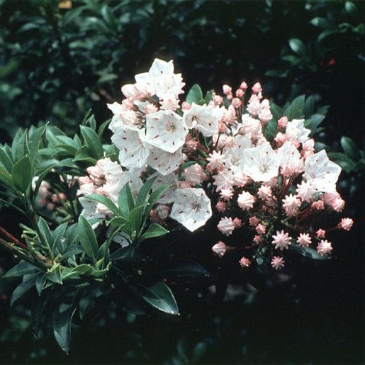 Kalmia Latifolia 'elf' - View 11 from www redcrocus com