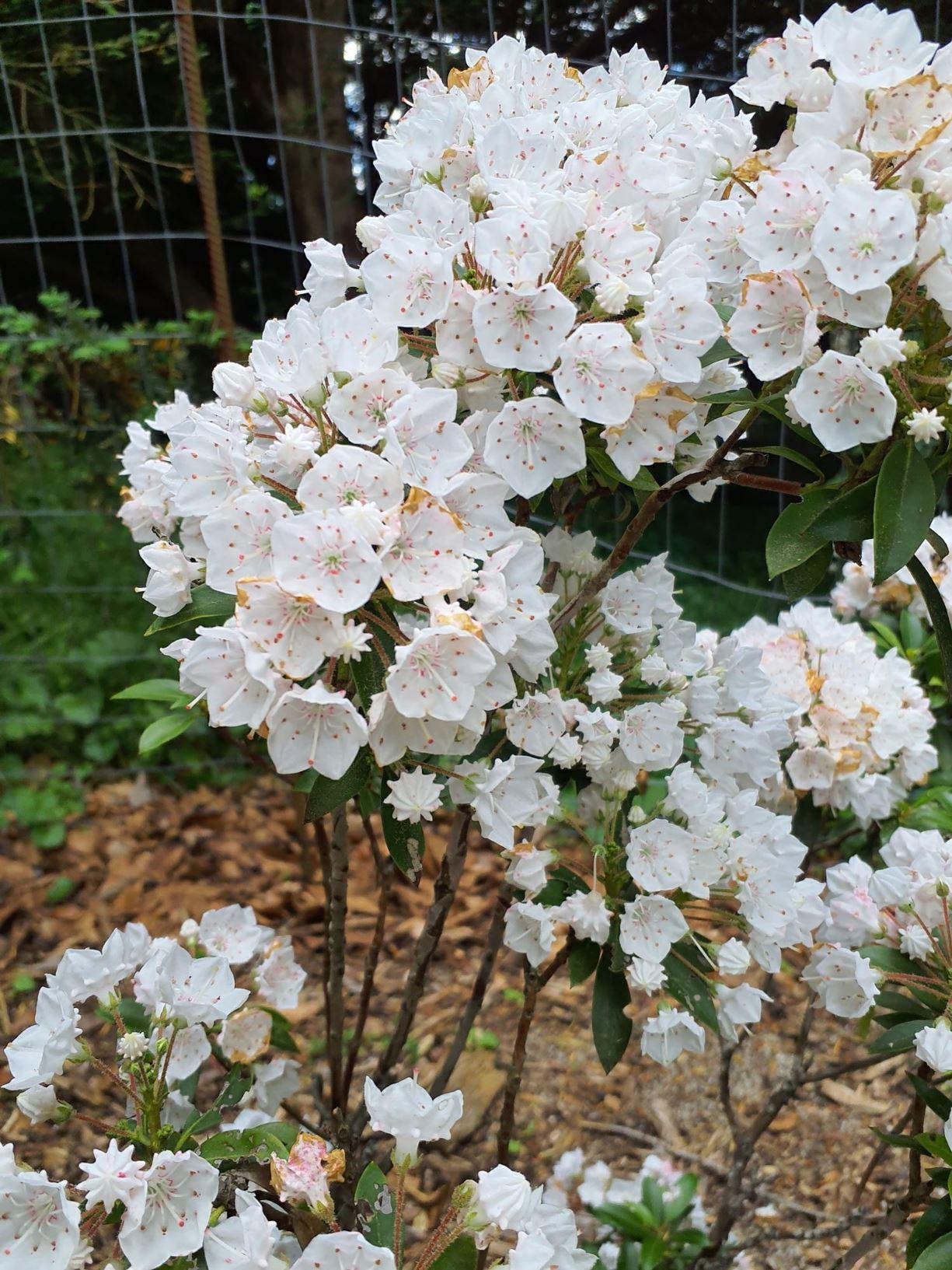 Kalmia Latifolia 'elf' - View 12 from www redcrocus com