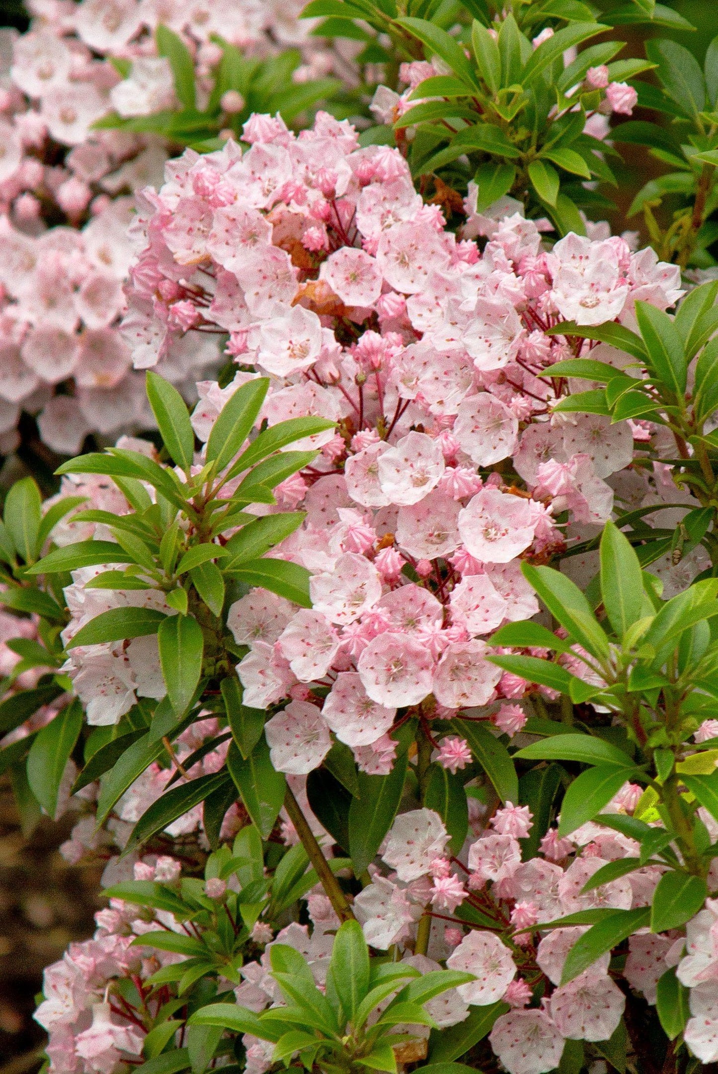 Kalmia Latifolia 'elf' - View 13 from www redcrocus com