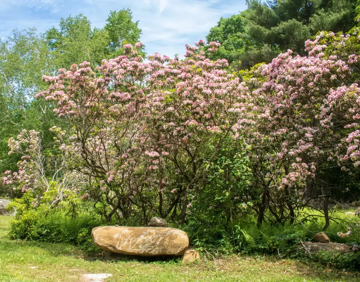 Kalmia Latifolia 'elf' - View 15 from www redcrocus com