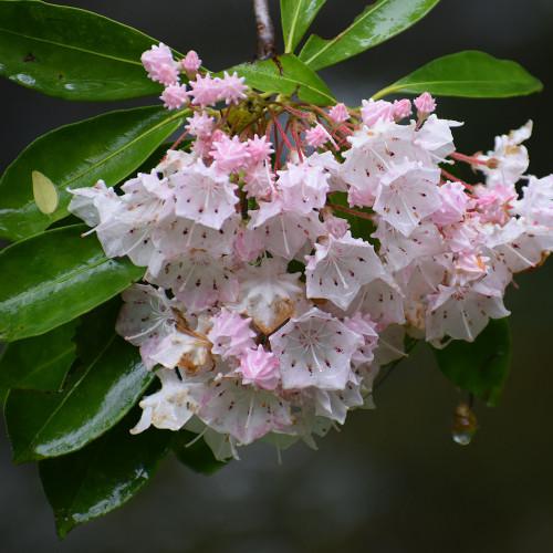 Kalmia Latifolia 'elf' - View 17 from www redcrocus com