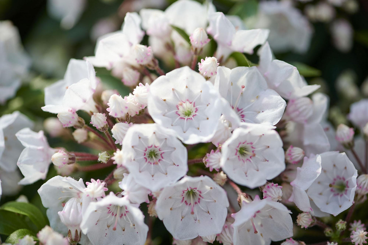 Kalmia Latifolia 'elf' - View 18 from www redcrocus com