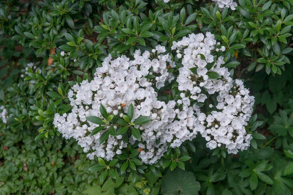 Kalmia Latifolia 'elf' - View 19 from www redcrocus com