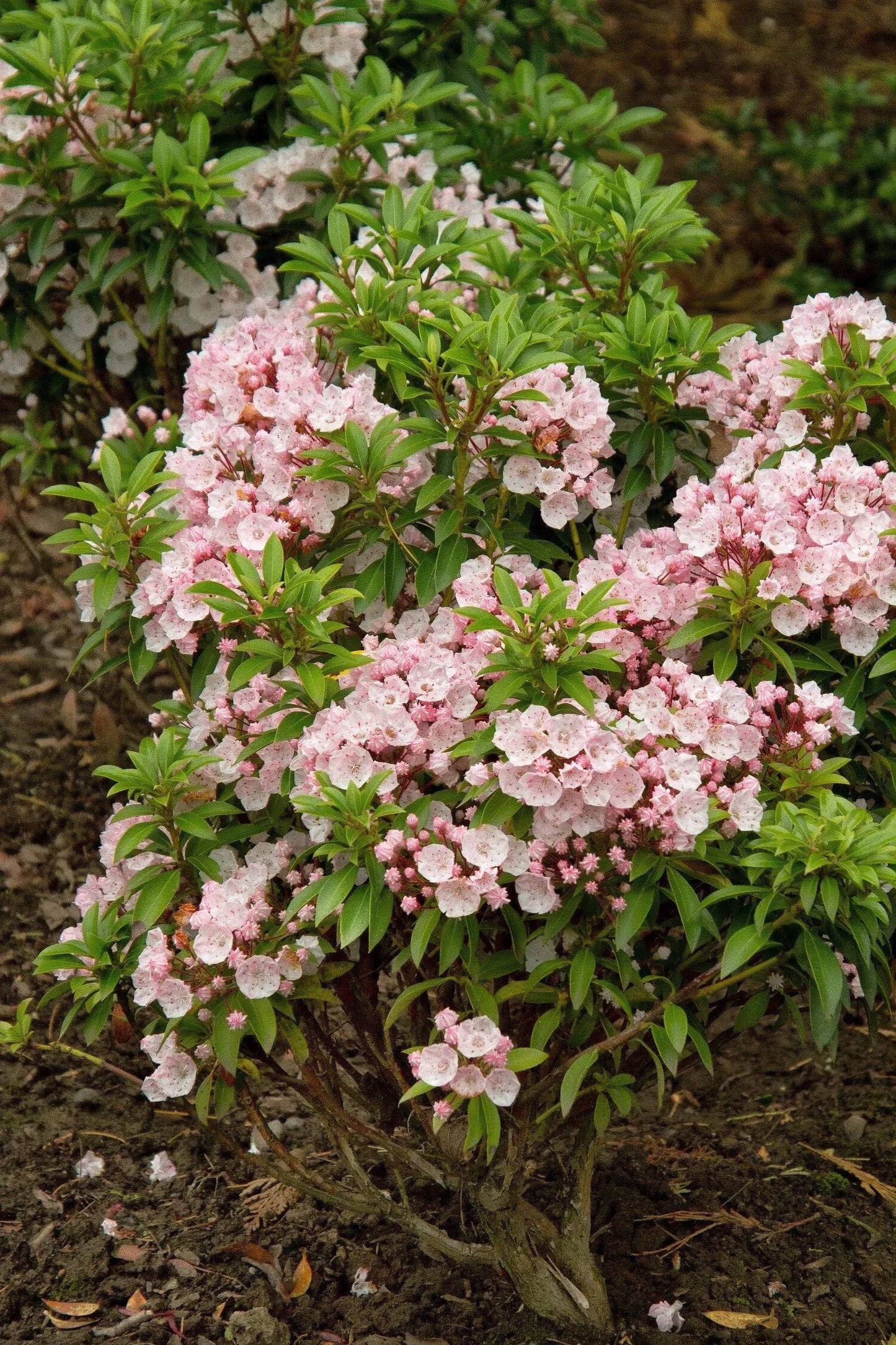 Kalmia Latifolia 'elf' - View 4 from www redcrocus com