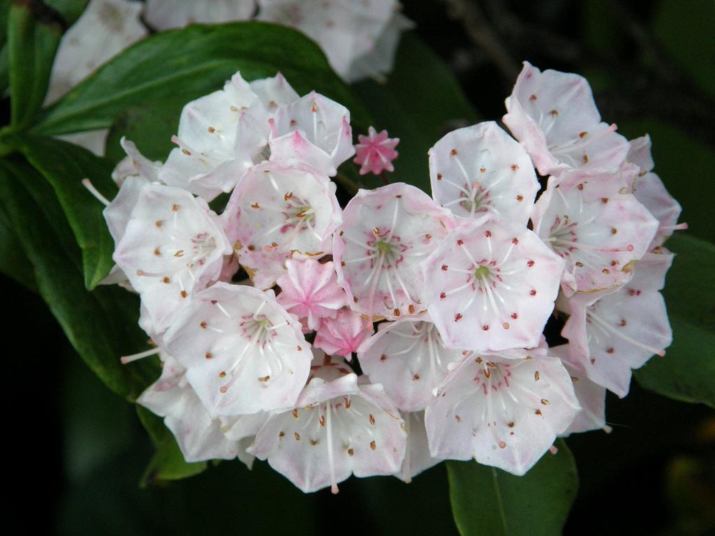 Kalmia Latifolia 'elf' - View 5 from www redcrocus com