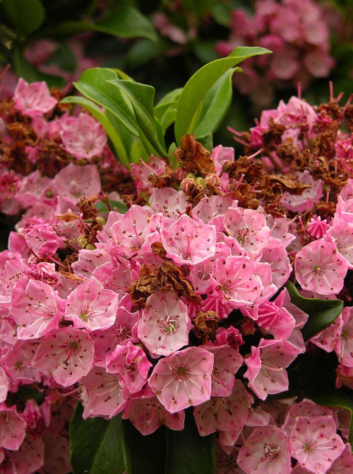 Kalmia Latifolia 'elf' - View 7 from www redcrocus com