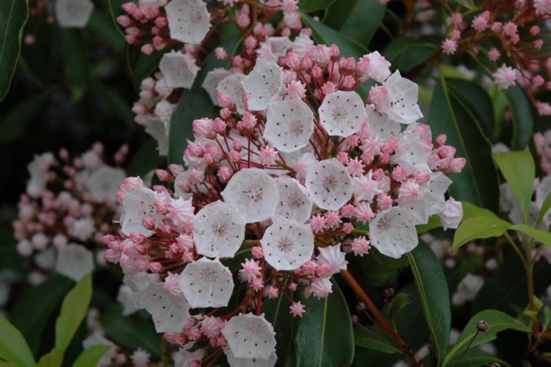 Kalmia Latifolia 'elf' - View 8 from www redcrocus com