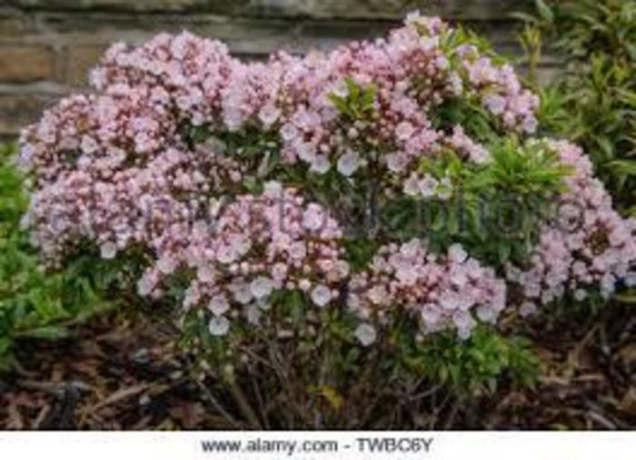 Kalmia Latifolia 'elf' - View 9 from www redcrocus com