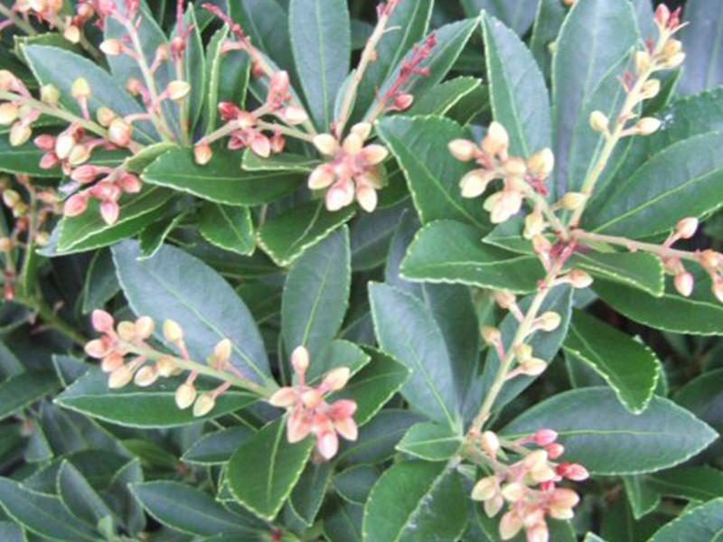 Pieris Japonica Prelude - View 9 from www redcrocus com