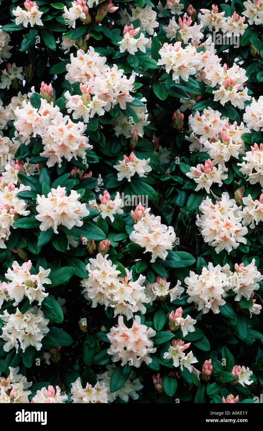 Rhododendron Cunningham S White - View 11 from www redcrocus com