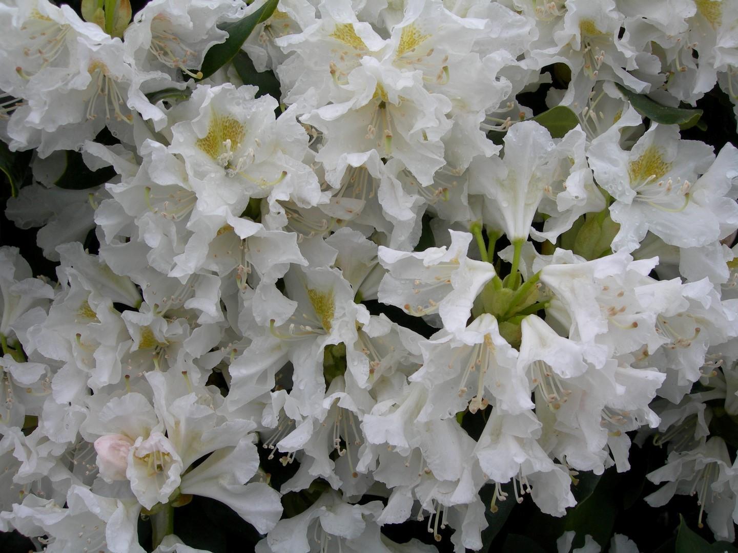 Rhododendron Cunningham S White - View 15 from www redcrocus com
