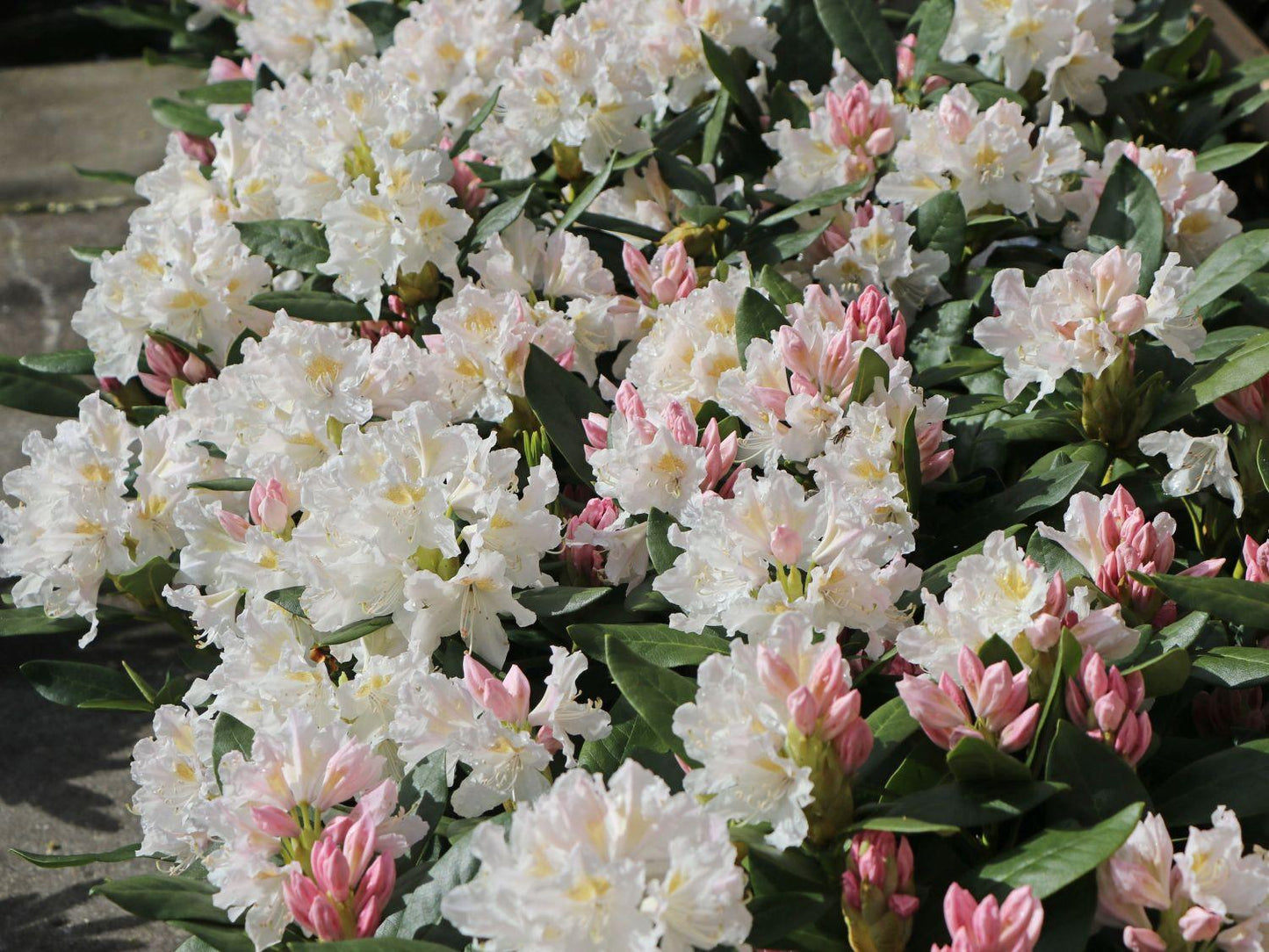 Rhododendron Cunningham S White - View 2 from www redcrocus com