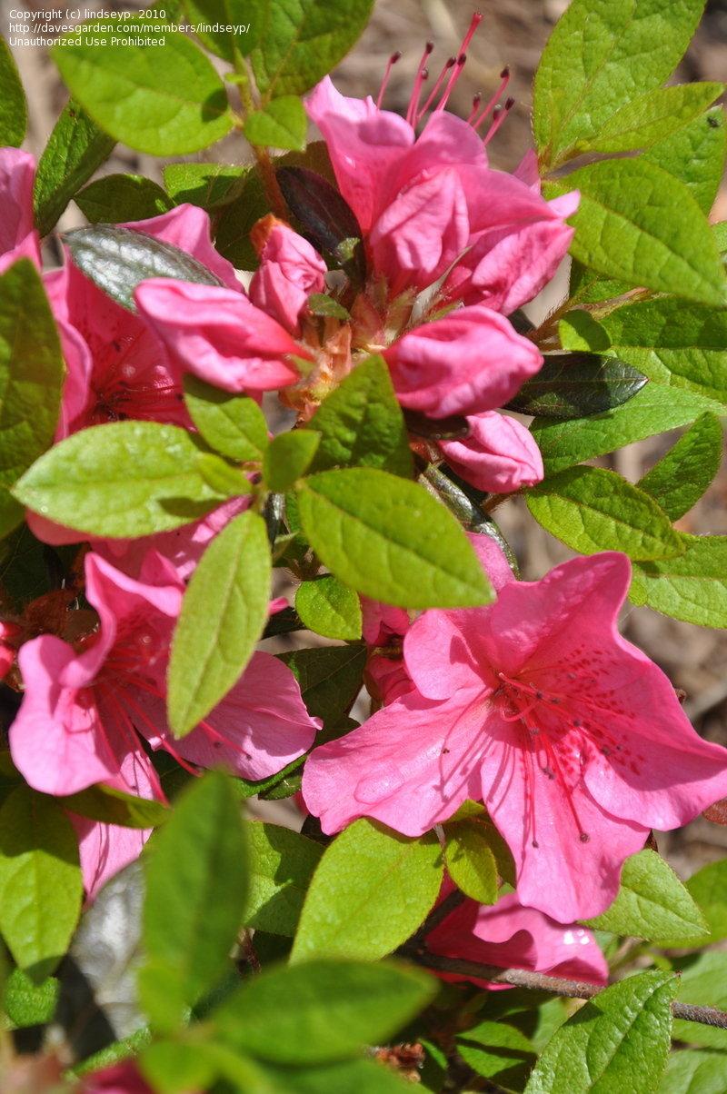Azalea Girard S Renee Michelle - View 10 from www redcrocus com