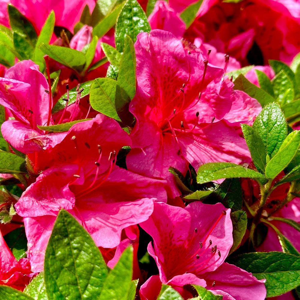 Azalea Girard S Renee Michelle - View 12 from www redcrocus com