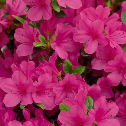 Azalea Girard S Renee Michelle - View 16 from www redcrocus com