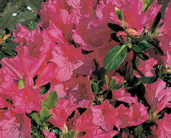 Azalea Girard S Renee Michelle - View 17 from www redcrocus com
