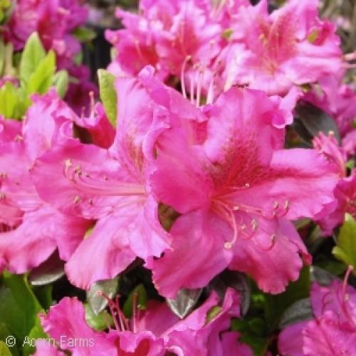 Azalea Girard S Renee Michelle - View 19 from www redcrocus com