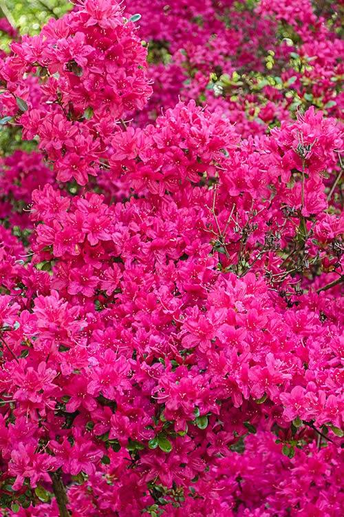 Azalea Girard S Renee Michelle - View 2 from www redcrocus com
