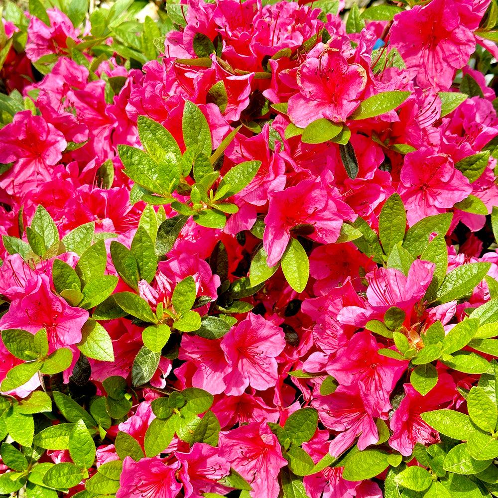 Azalea Girard S Renee Michelle - View 3 from www redcrocus com