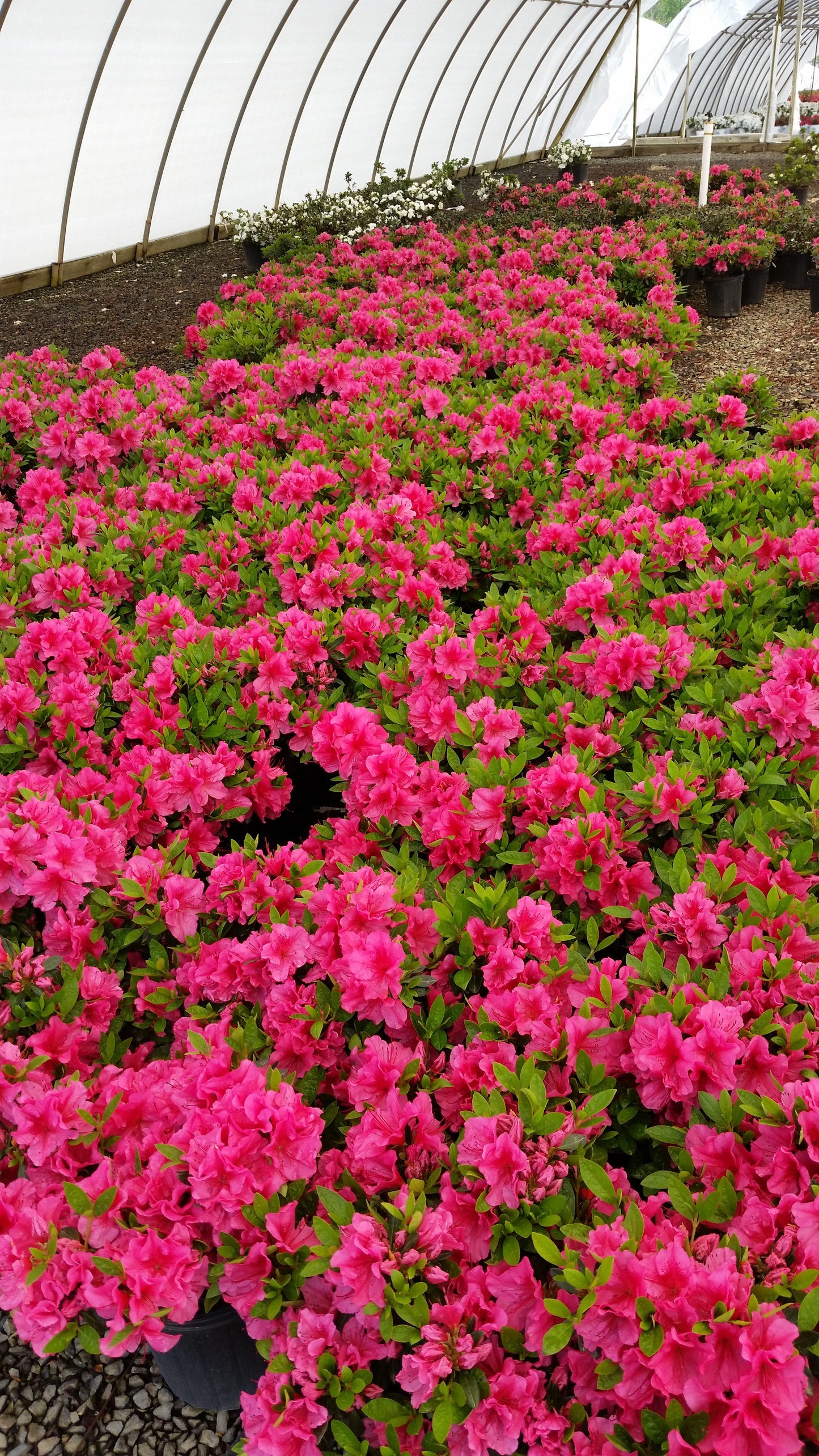 Azalea Girard S Renee Michelle - View 5 from www redcrocus com