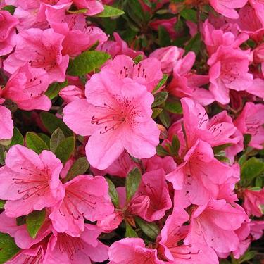 Azalea Girard S Renee Michelle - View 7 from www redcrocus com