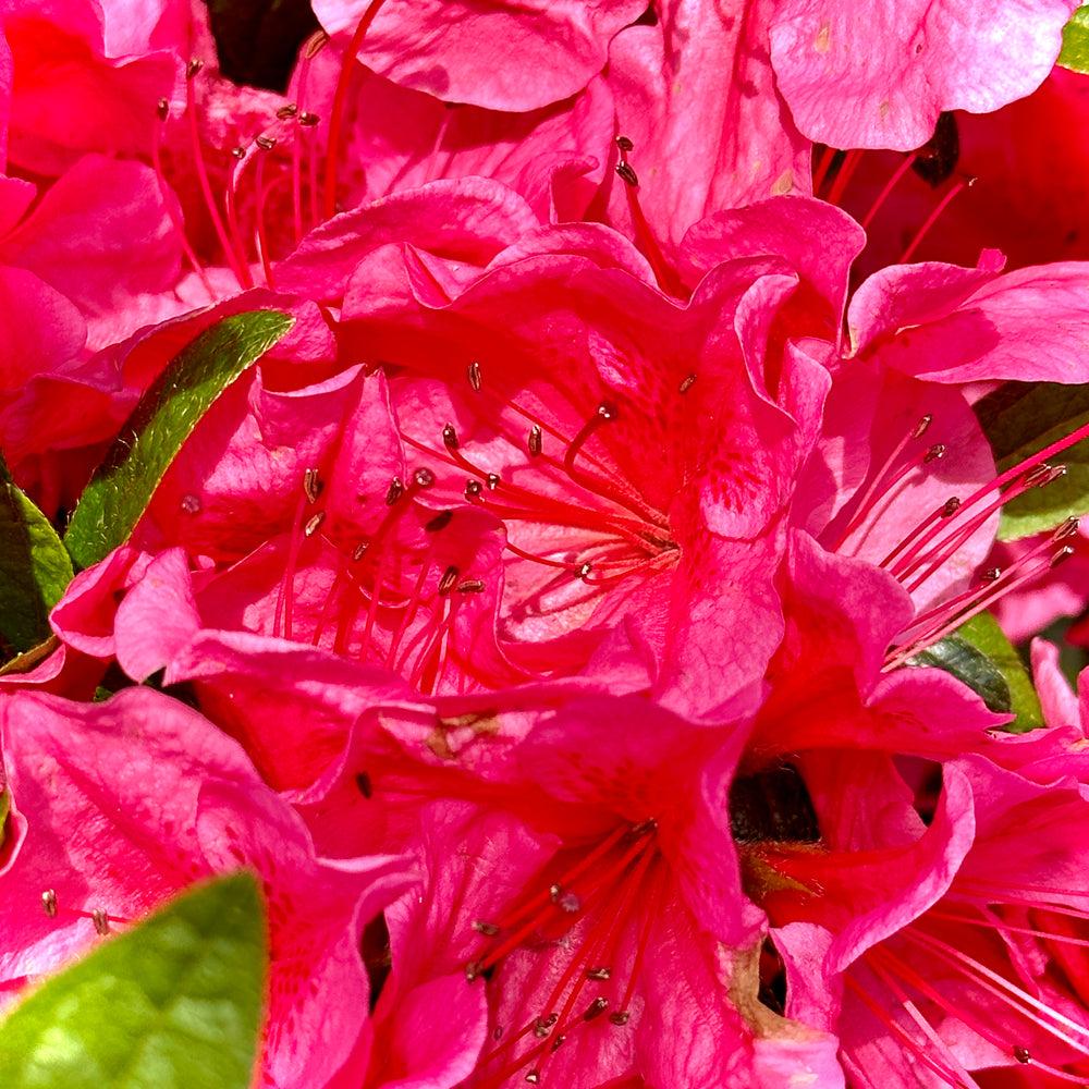 Azalea Girard S Renee Michelle - View 8 from www redcrocus com
